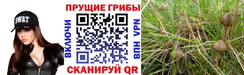 где можно купить наркотик  Владикавказ  сайты даркнета формула  Псилоцибиновые грибы Magic Shrooms 